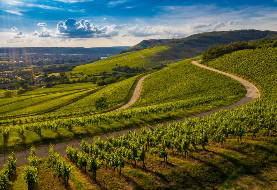 Valpolicella: un viaggio tra vino, colline e tradizione